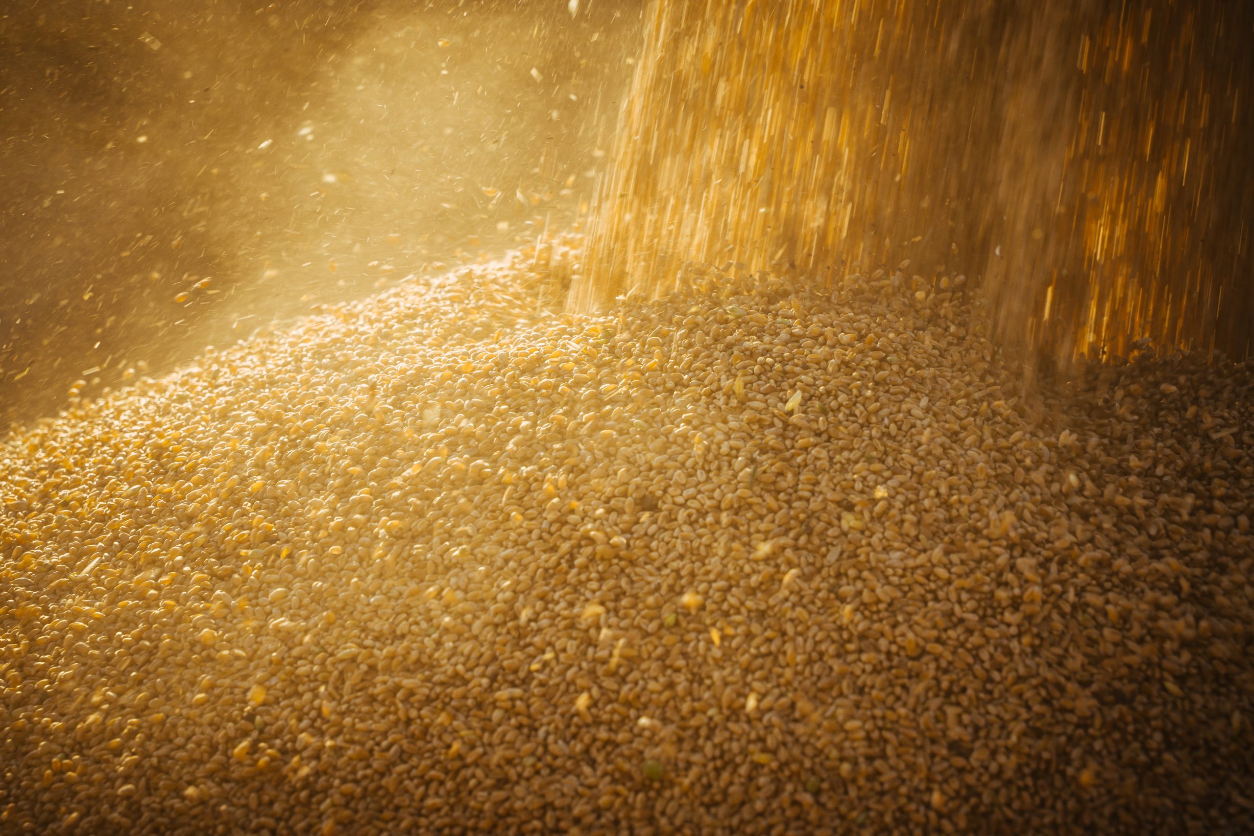 grain dust pic